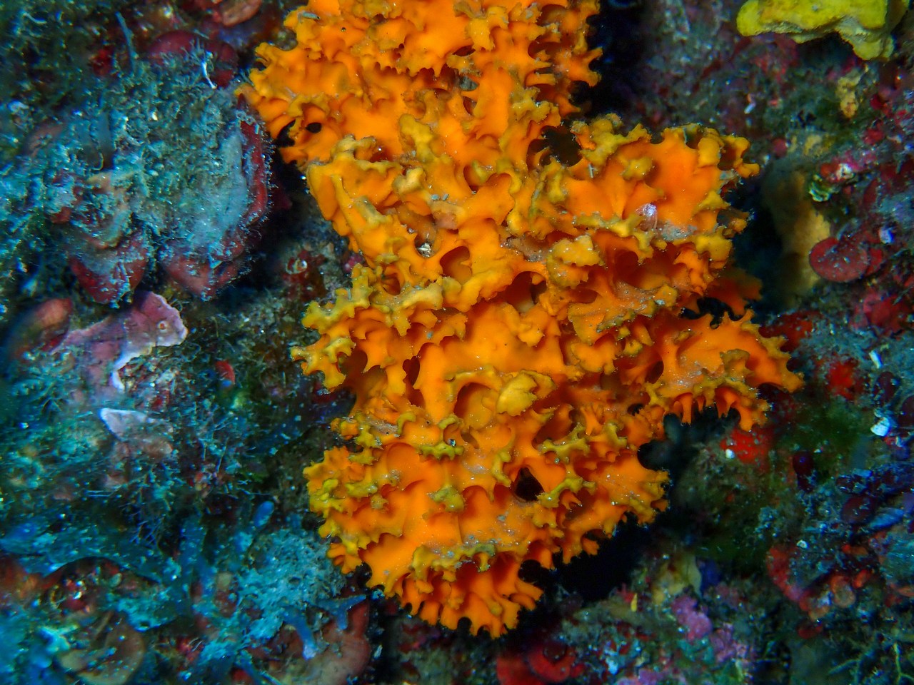 Acanthella acuta